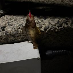 メバル