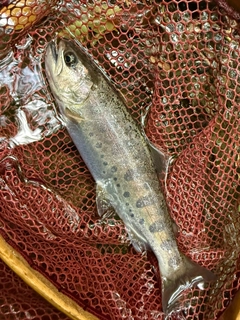 ヤマメの釣果