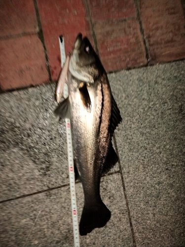 シーバスの釣果