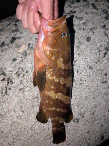 アコウの釣果