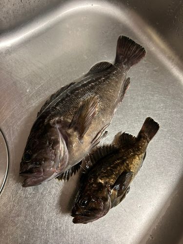 クロソイの釣果