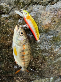 アマゴの釣果
