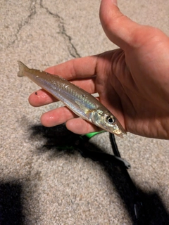 キスの釣果