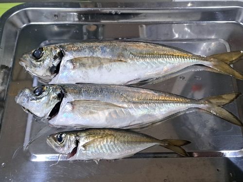 アジの釣果