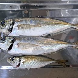 アジ