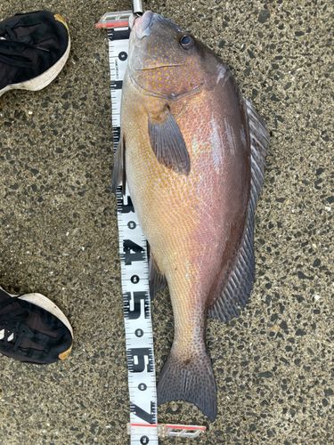 コロダイの釣果