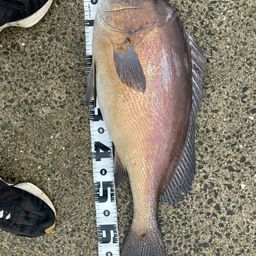 コロダイ