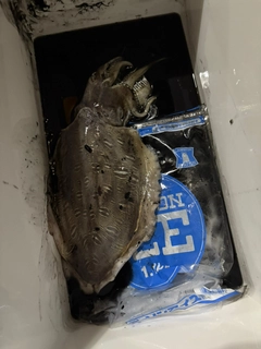 モンゴウイカの釣果