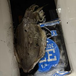 モンゴウイカ