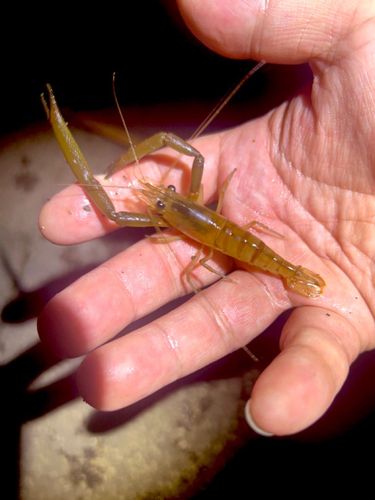 テナガエビの釣果