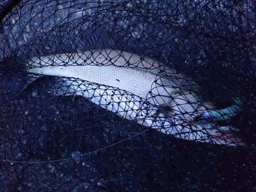 セイゴ（マルスズキ）の釣果