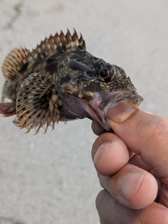 カサゴの釣果