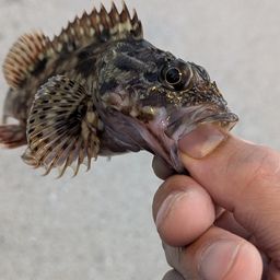 カサゴ