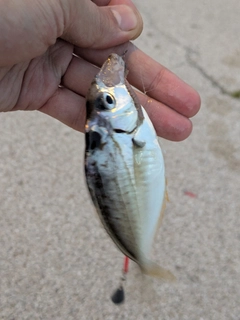 ヒイラギの釣果