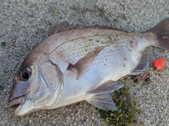 タイの釣果