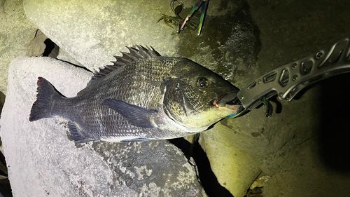 チヌの釣果