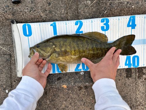 スモールマウスバスの釣果