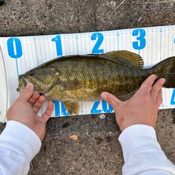 スモールマウスバス