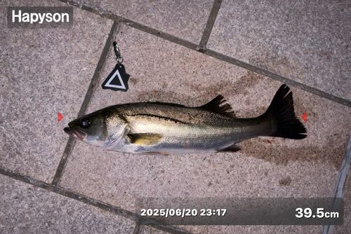 シーバスの釣果