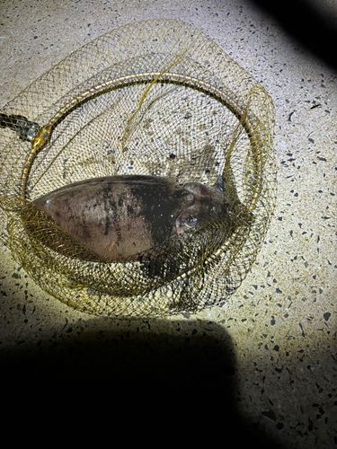 コウイカの釣果