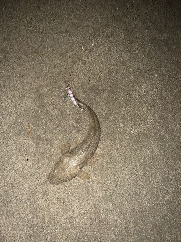 マゴチの釣果