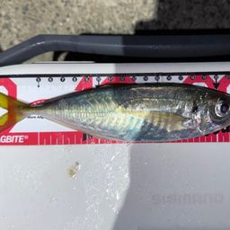 アジ