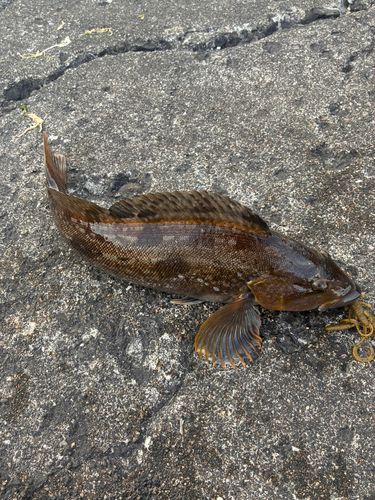 アブラコの釣果