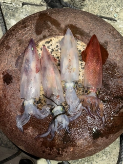 ケンサキイカの釣果
