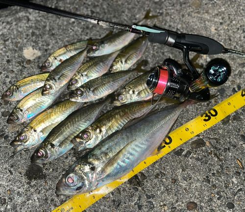 アジの釣果