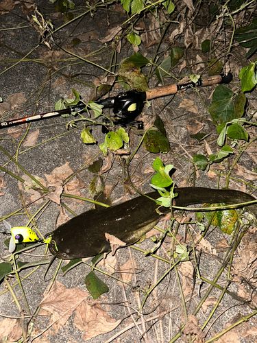 マナマズの釣果