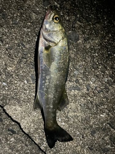 セイゴ（ヒラスズキ）