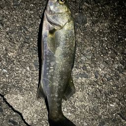 セイゴ（ヒラスズキ）