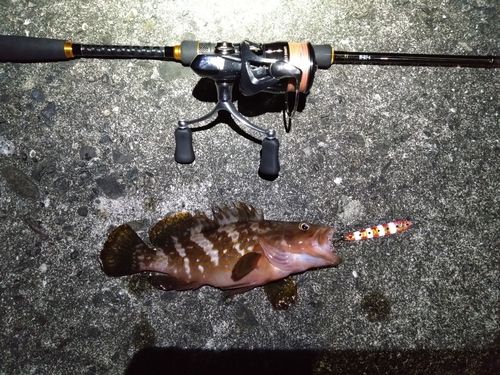 キジハタの釣果