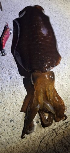 コウイカの釣果