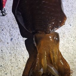 コウイカ