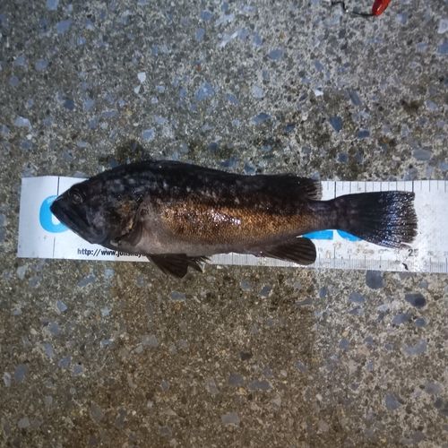 クロソイの釣果