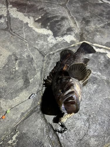 クロソイの釣果