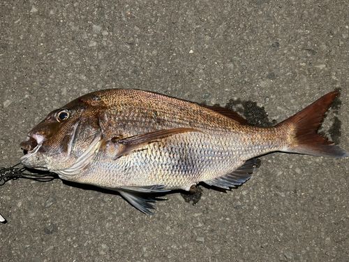 タイの釣果