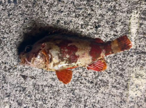 ヨロイメバルの釣果