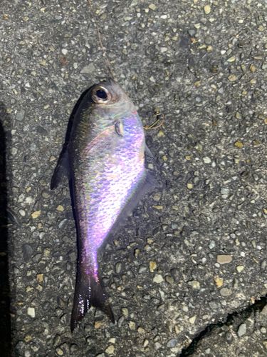 ミナミハタンポの釣果