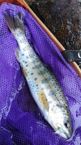 ヤマメの釣果