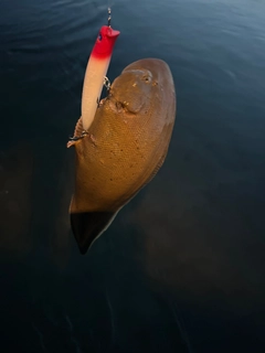 シタビラメの釣果