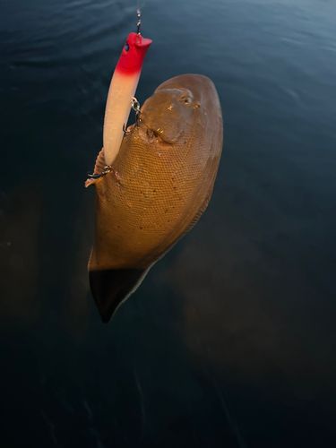シタビラメの釣果