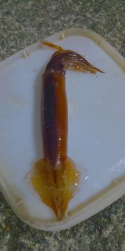 マイカの釣果