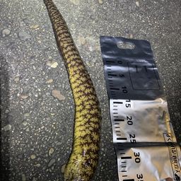 ウツボ