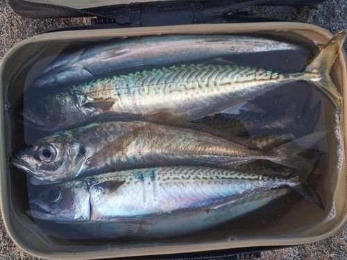 サバの釣果