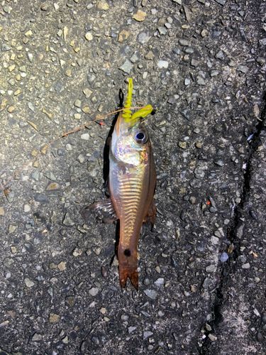 ネンブツダイの釣果