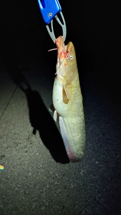 ニホンナマズの釣果