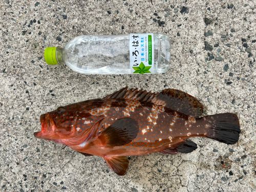 キジハタの釣果