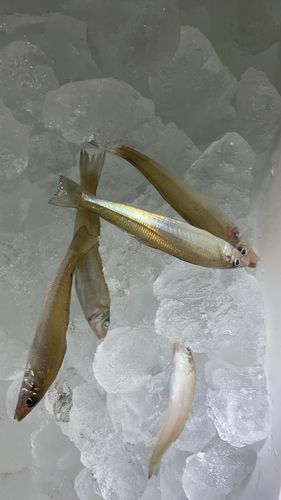 キスの釣果